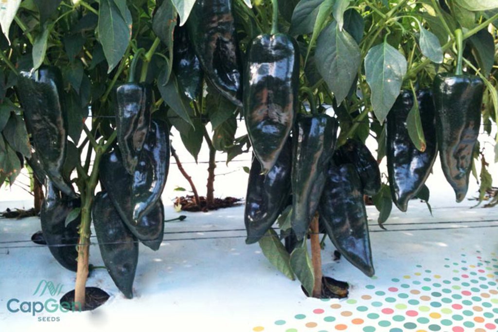 Selenio CapGen Seeds SelenioOptimo