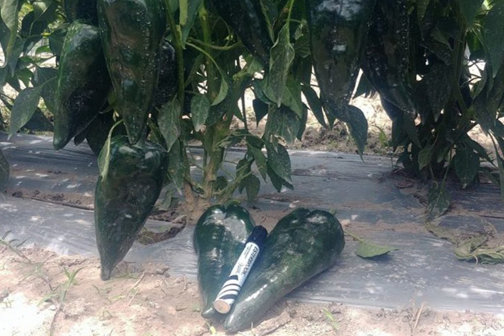 Selenio CapGen Seeds SelenioOptimus