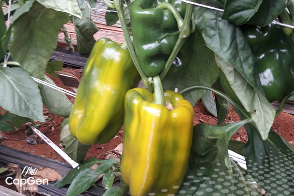 Soleus CapGen Seeds SoleusOptimo