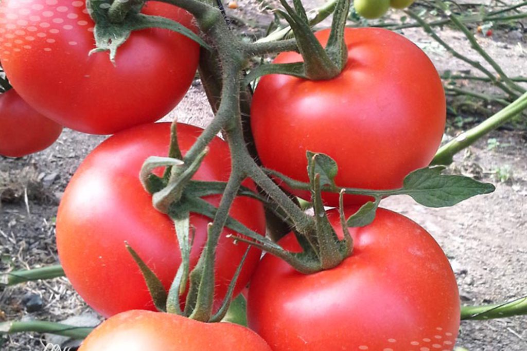 Tolentina tomate canario