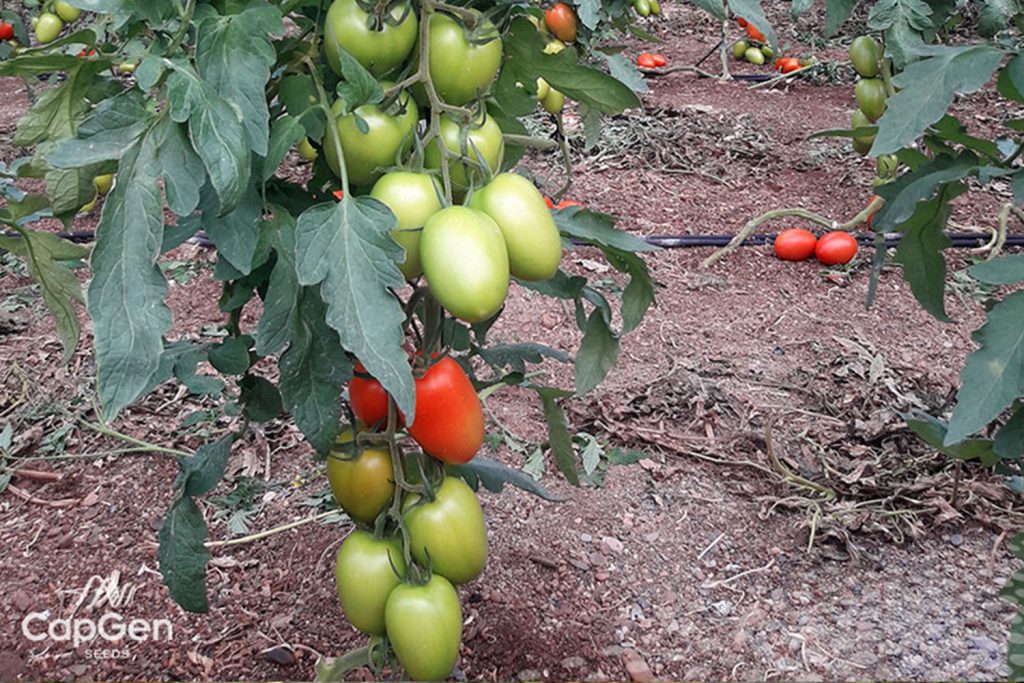 Obelix CapGen Seeds TomateObelixOptimo
