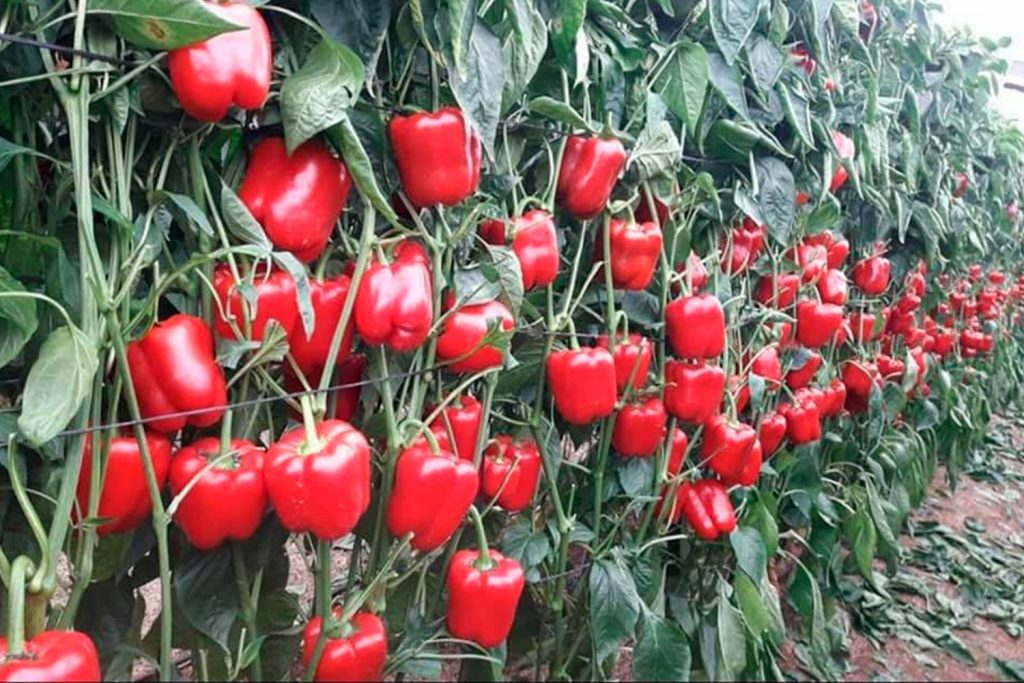 Van Gogh CapGen Seeds VangoghPlantaOptimo