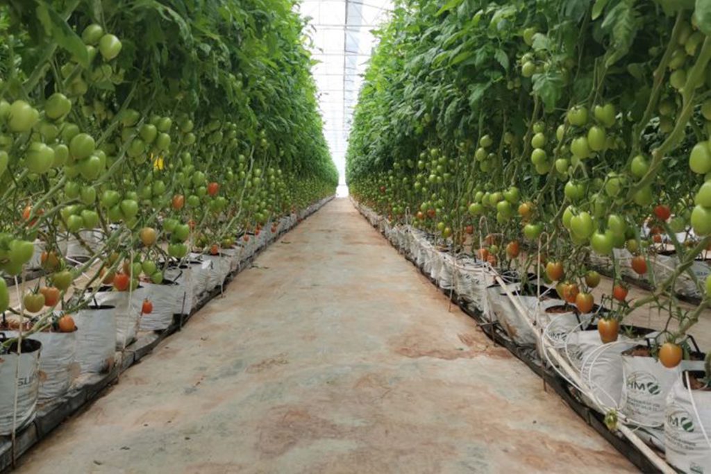 Vibranio CapGen Seeds VibranioCampoOptimo