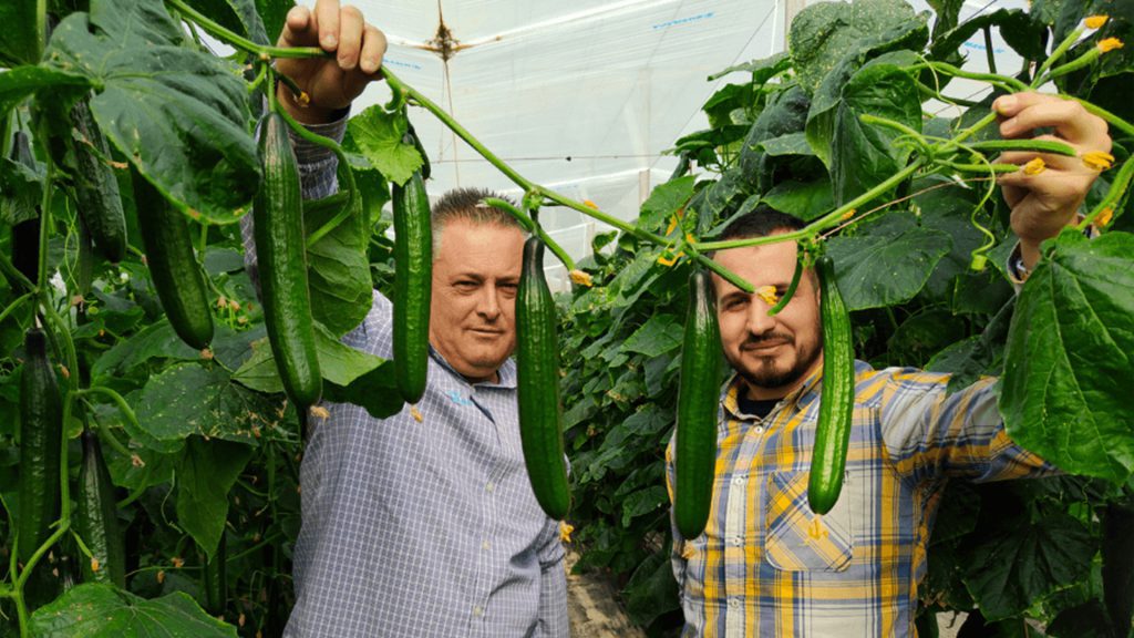 Curiosidades del pepino que interesan CapGen Seeds VisitaFincaPepinoChencho CapGen Seeds