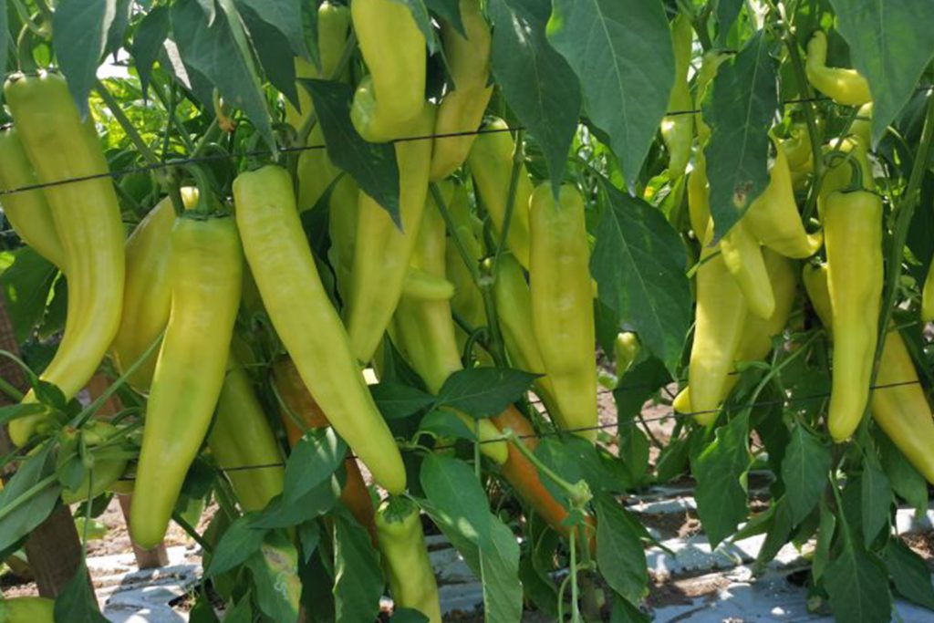 Xenón CapGen Seeds XenonCampoOptimo