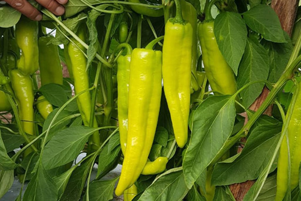 Xenón CapGen Seeds Xenón pimiento húngaro