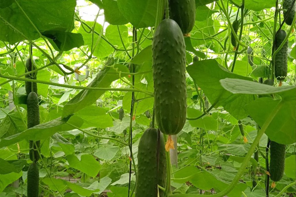 Martínez CapGen Seeds Martínez pepino corto