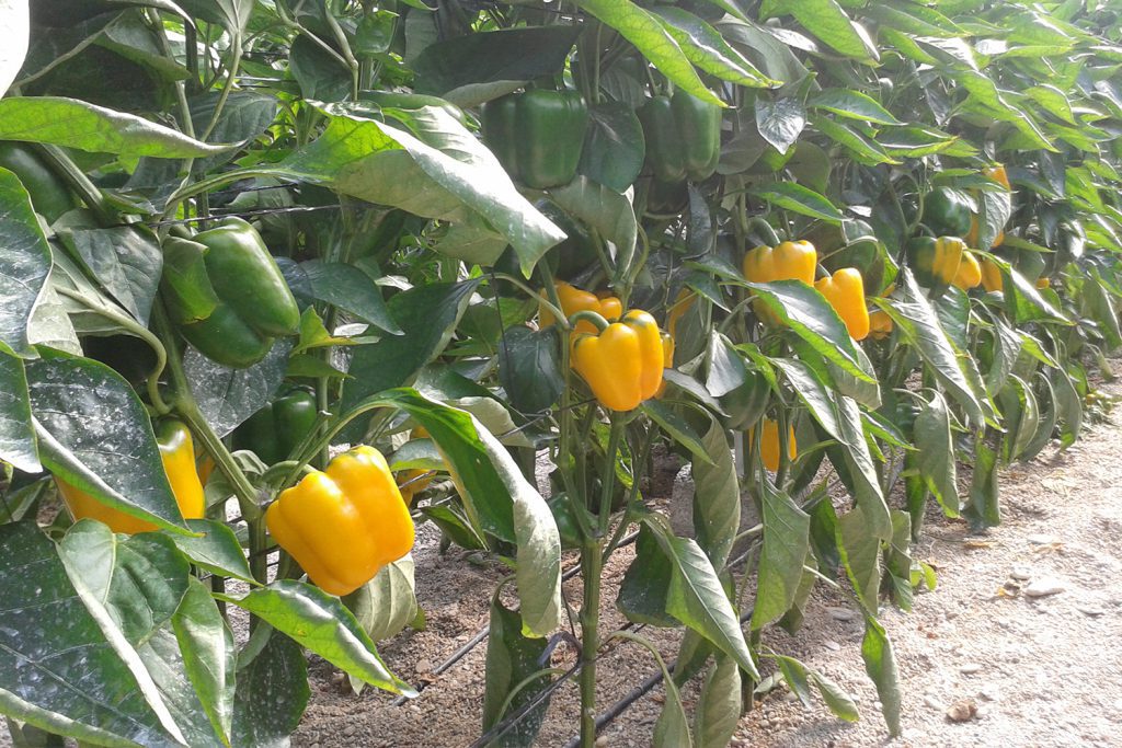 CGP1686 CapGen Seeds CGP1686 pimiento california