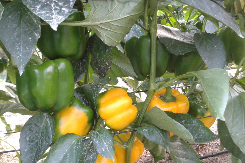 CGP1686 CapGen Seeds cgp0103optimo