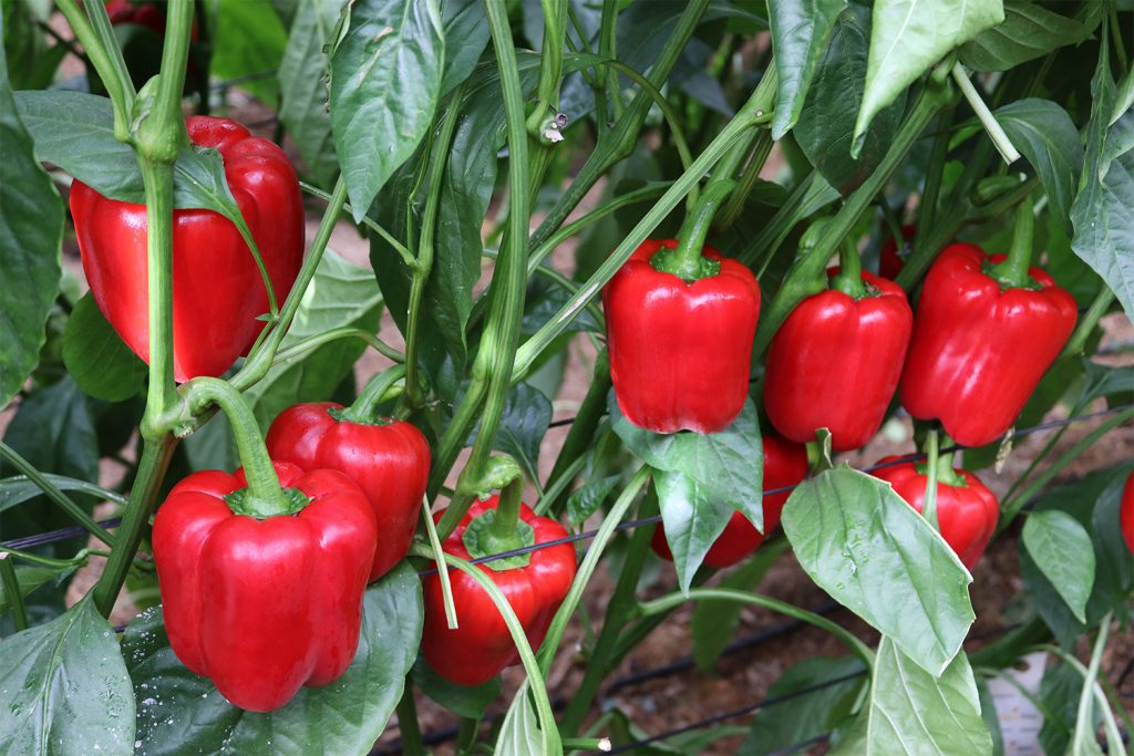 CGP1601 CapGen Seeds cgp1601 pimiento california