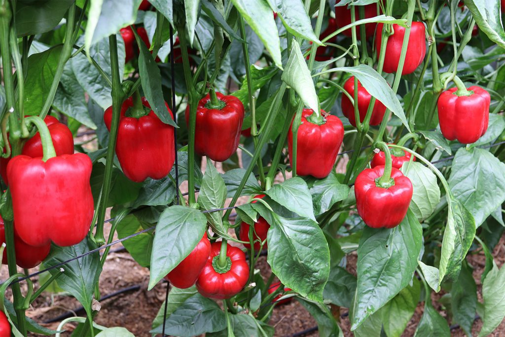 CGP1601 CapGen Seeds cgp1601plantaweb