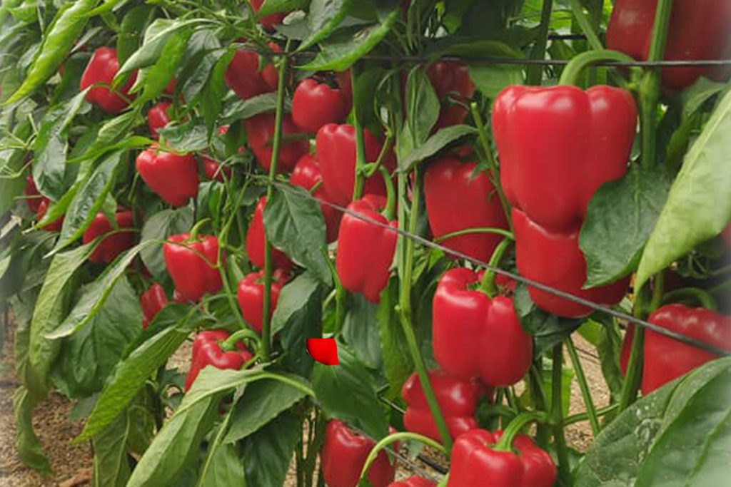 Gaudí CapGen Seeds CGP2223 pimiento california