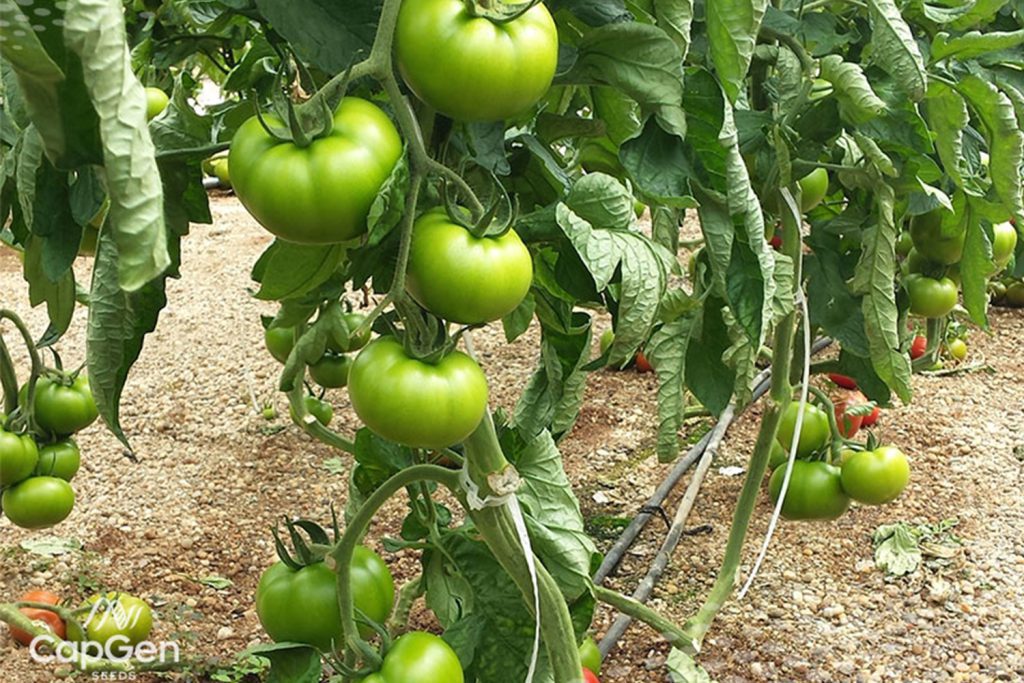 CGT1478 tomate suelto