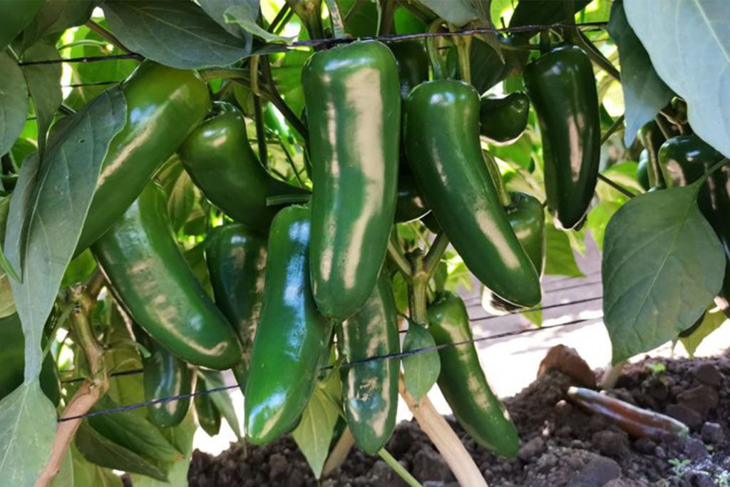 Don Nacho CapGen Seeds jalapeño don nacho pimiento picante