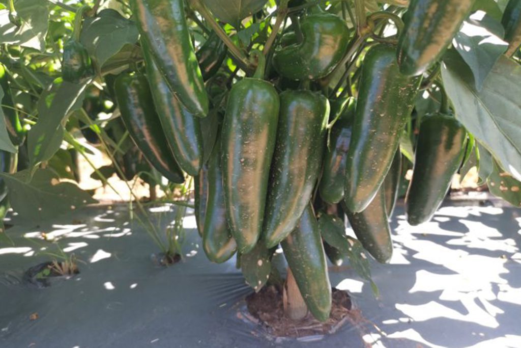 Don Nacho CapGen Seeds donNachoPlantaOptimo