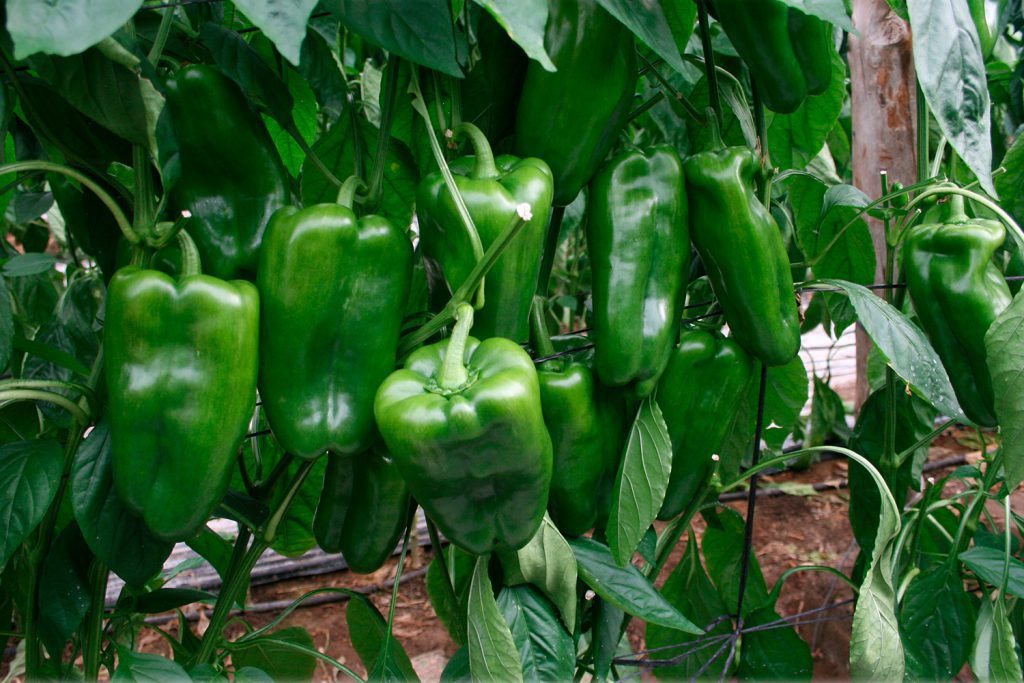 Estoque CapGen Seeds estoque pimiento lamuyo