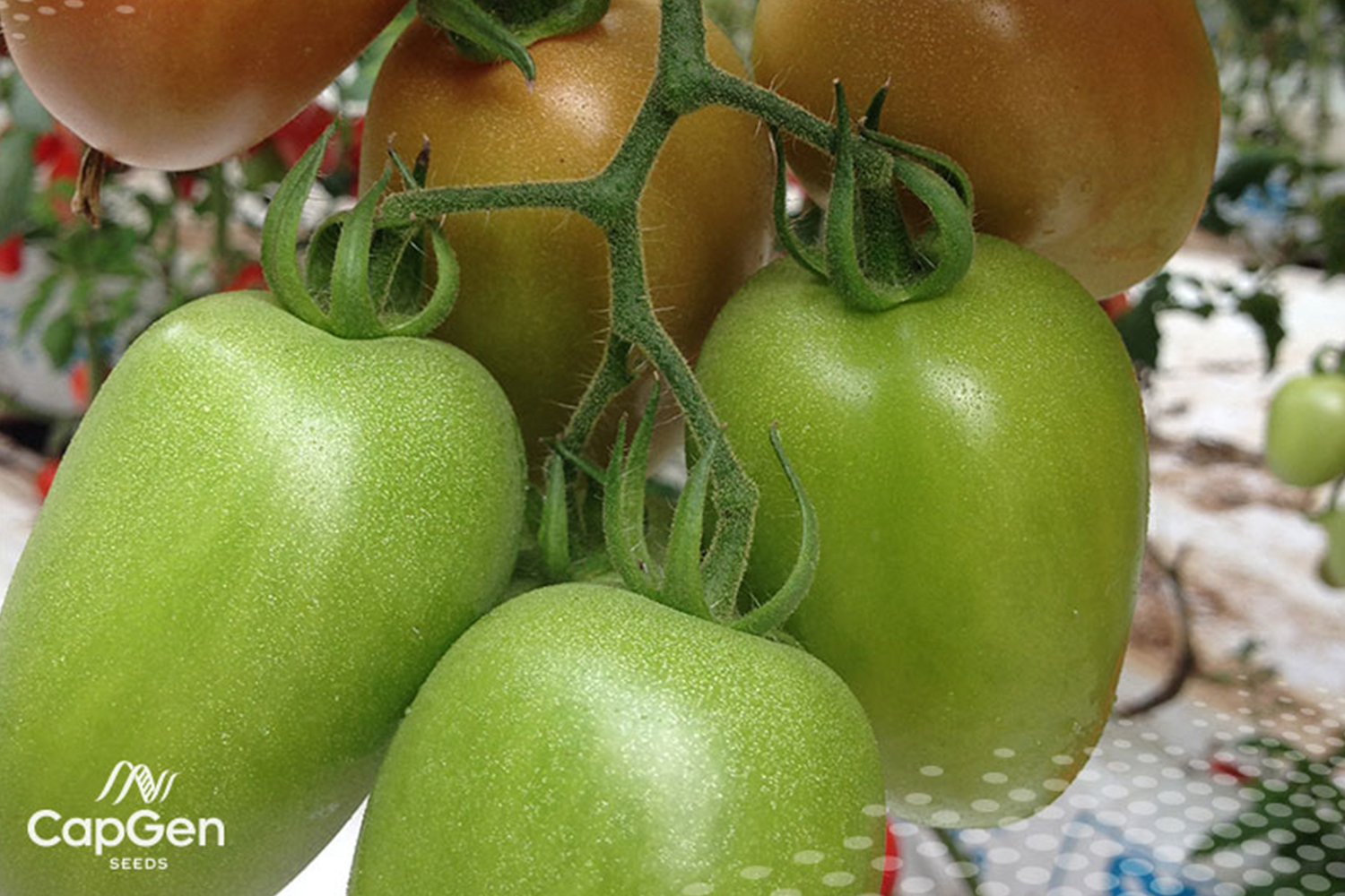 【tomato】 🍅 Fresh from the farm to your table! Grab a 6kg box of delicious