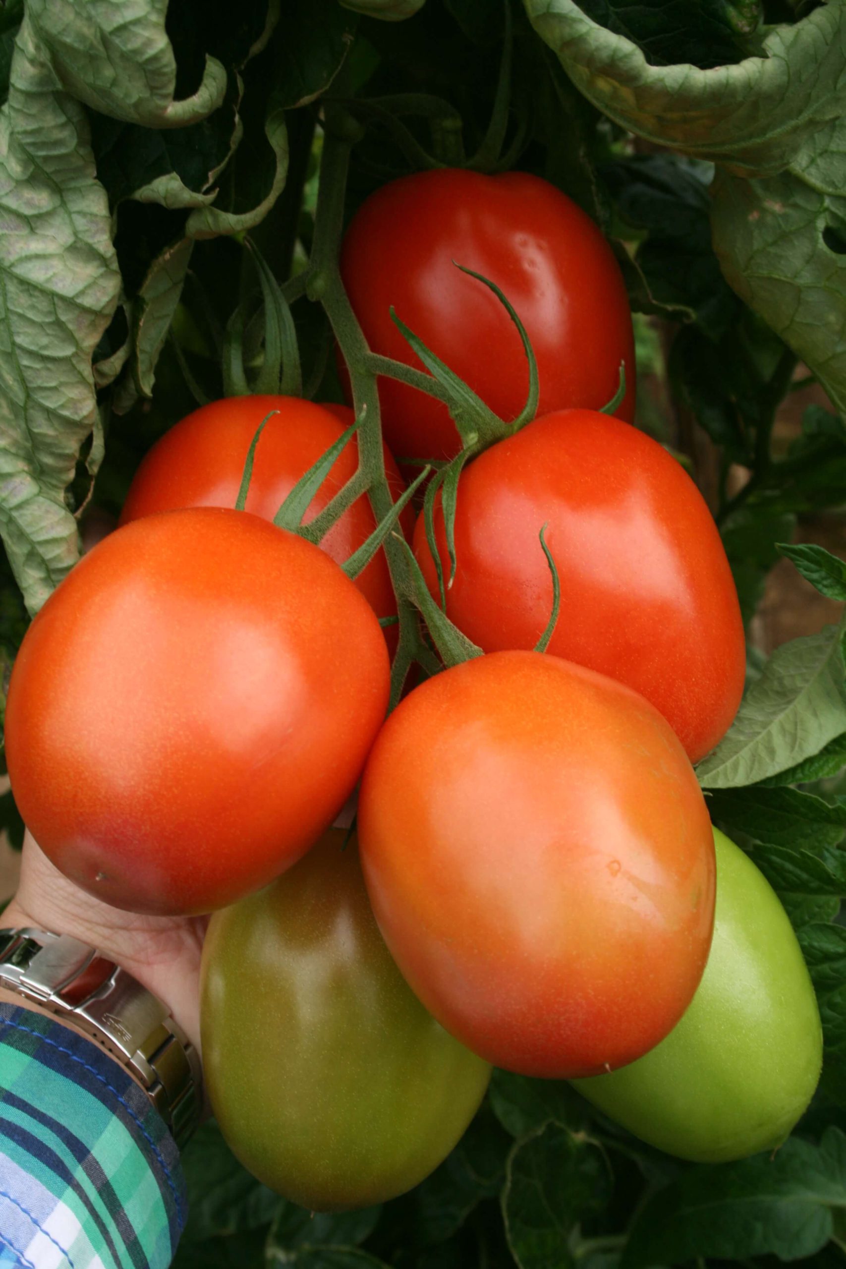 Il pomodoro Obelix resiste a questa primavera atipica e diventa ancora più resistente CapGen Seeds Obelix-tomate-planta