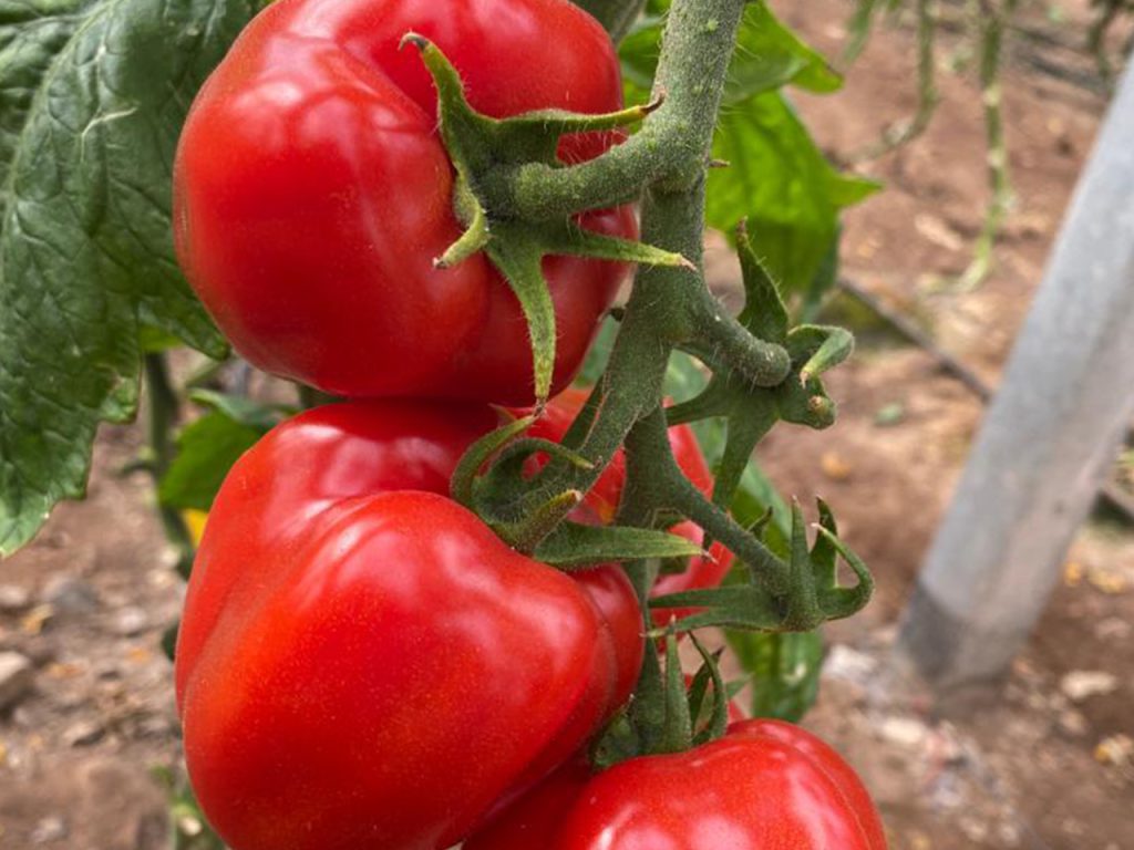 TomatePimientoArticulo1 CapGen Seeds