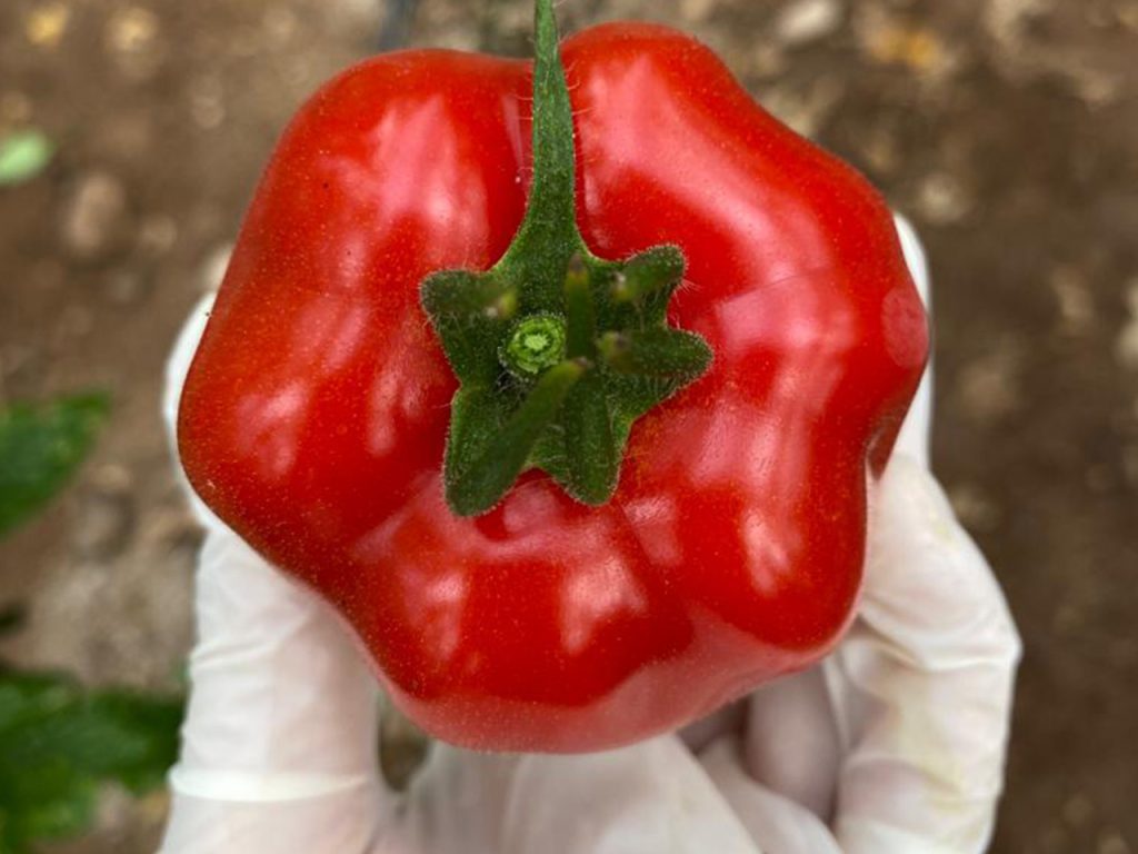 TomatePimientoArticulo4 CapGen Seeds