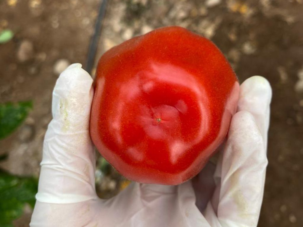 TomatePimientoArticulo5 CapGen Seeds