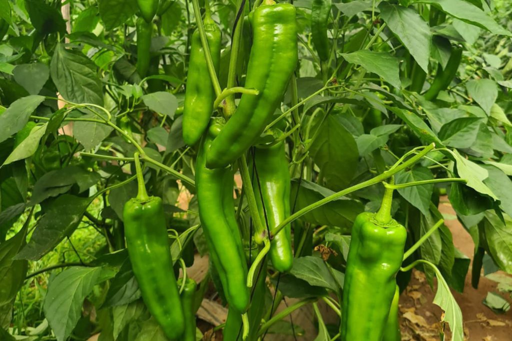 Colina Pimiento Cuerno de Toro