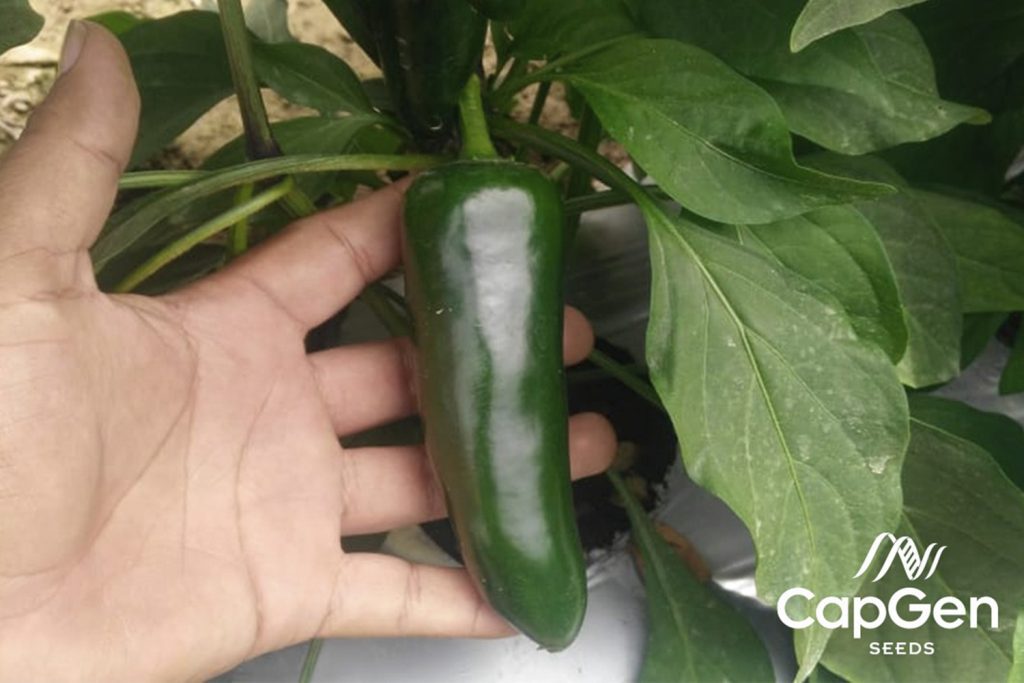 Jalapeno 502 CapGen Seeds Jalapeno 502
