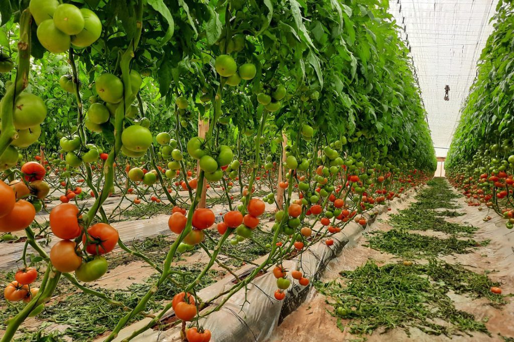 Mandela CapGen Seeds Mandela tomate suelto