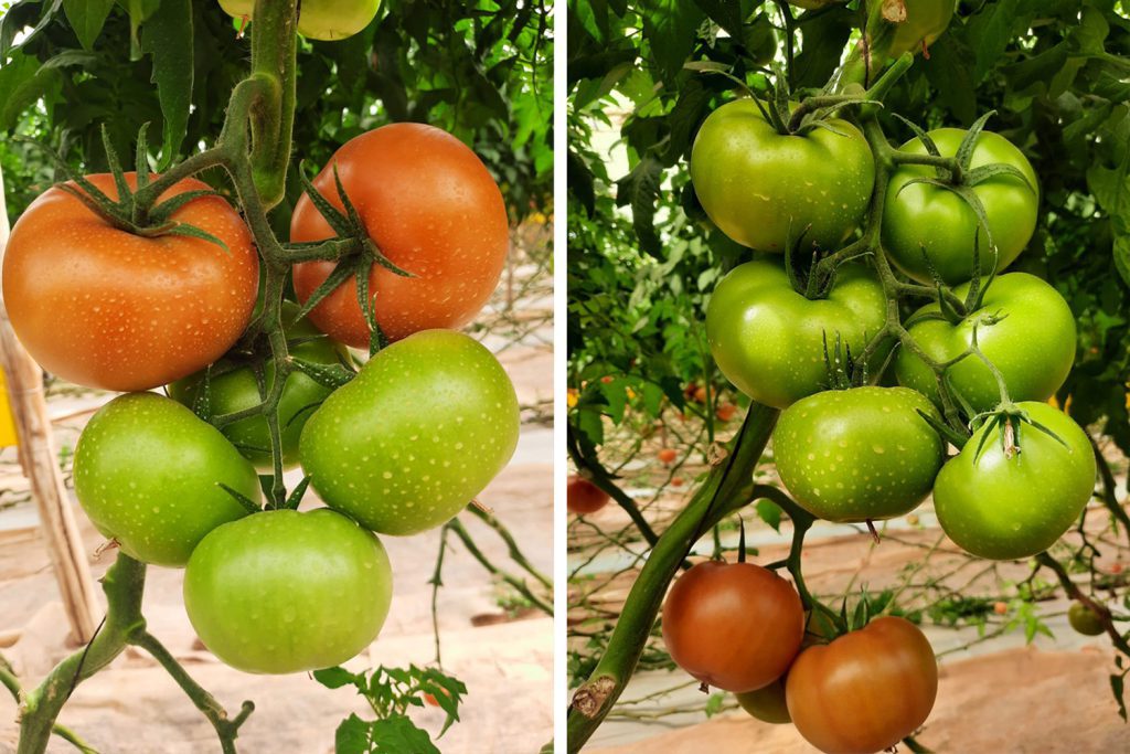 Mandela CapGen Seeds tomate mandela campo