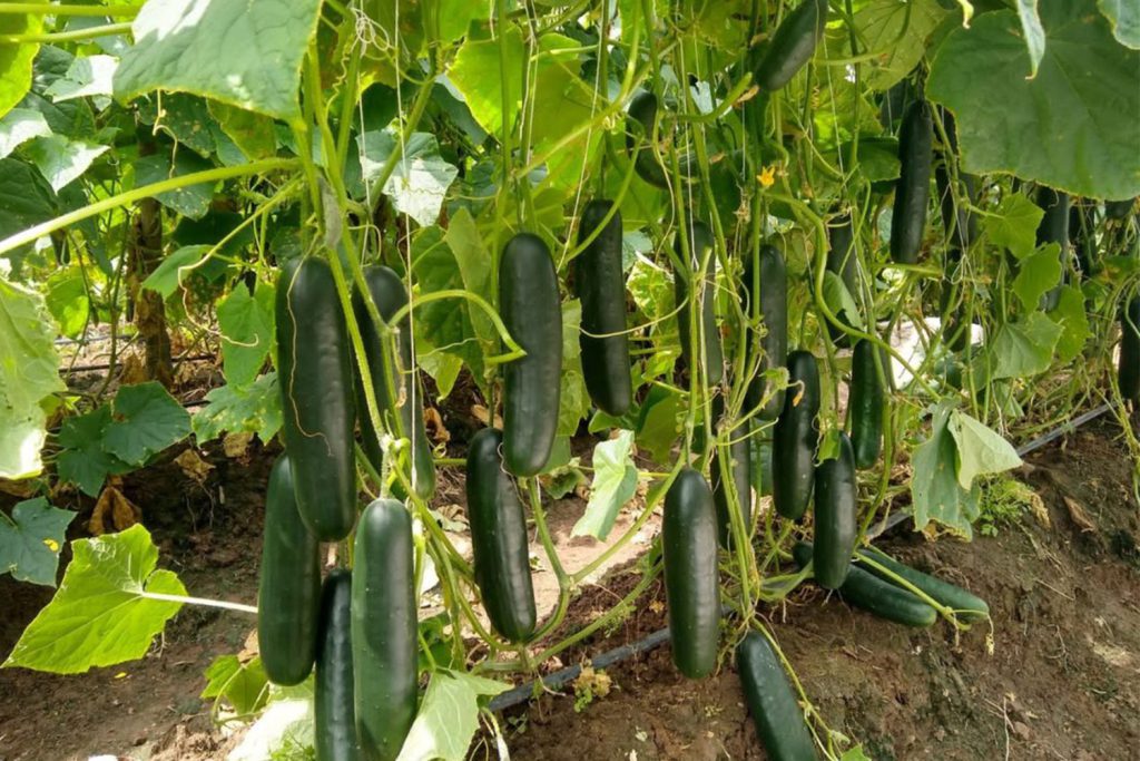 Prisa CapGen Seeds Pepino Prisa