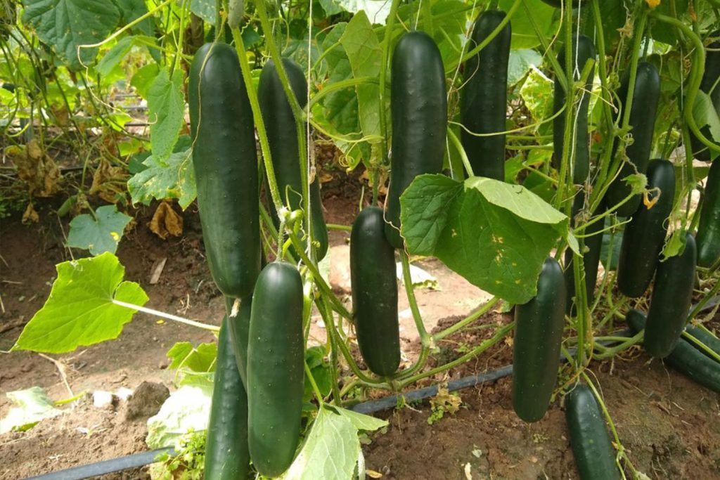 Prisa CapGen Seeds Prisa pepino american slicer