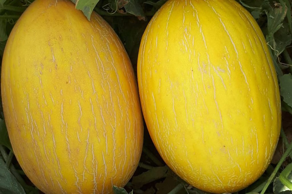 rafik melon amarillo