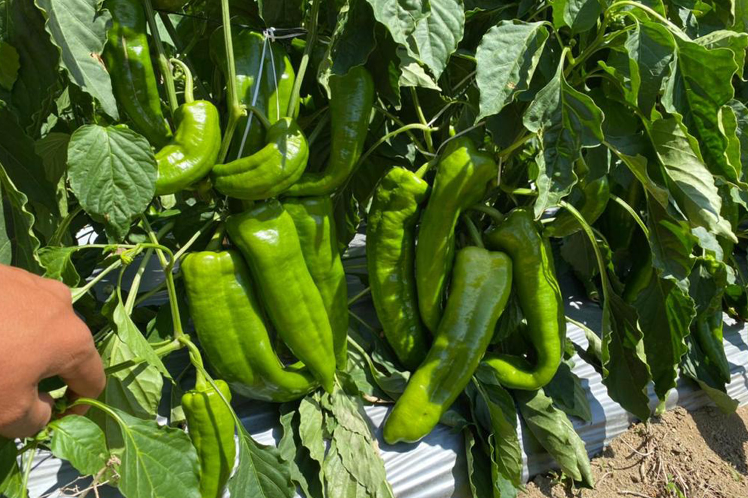 Bull Horn Pepper > Titan CapGen Seeds