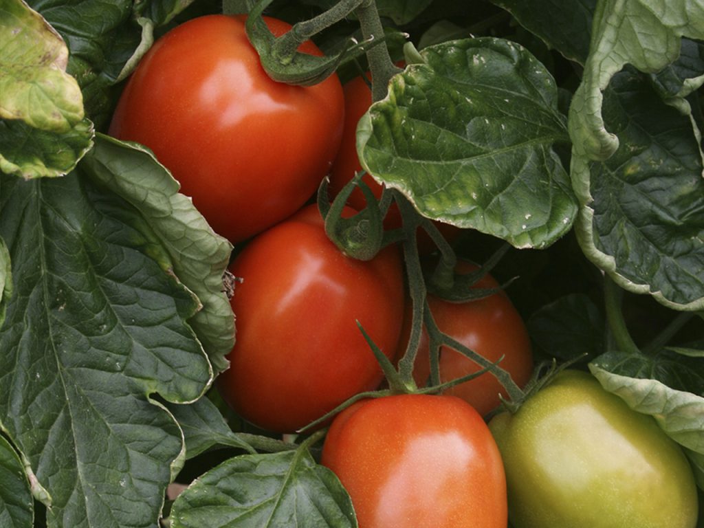 Il pomodoro Obelix resiste a questa primavera atipica e diventa ancora più resistente CapGen Seeds Obelix tomate pera