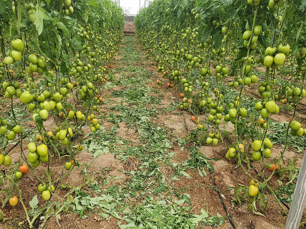 El tomate Obelix coge carrerilla CapGen Seeds CapGen Seeds