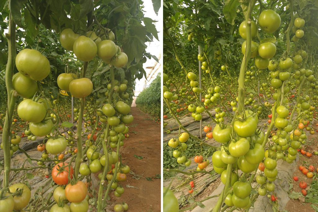 Ourika tomate suelto