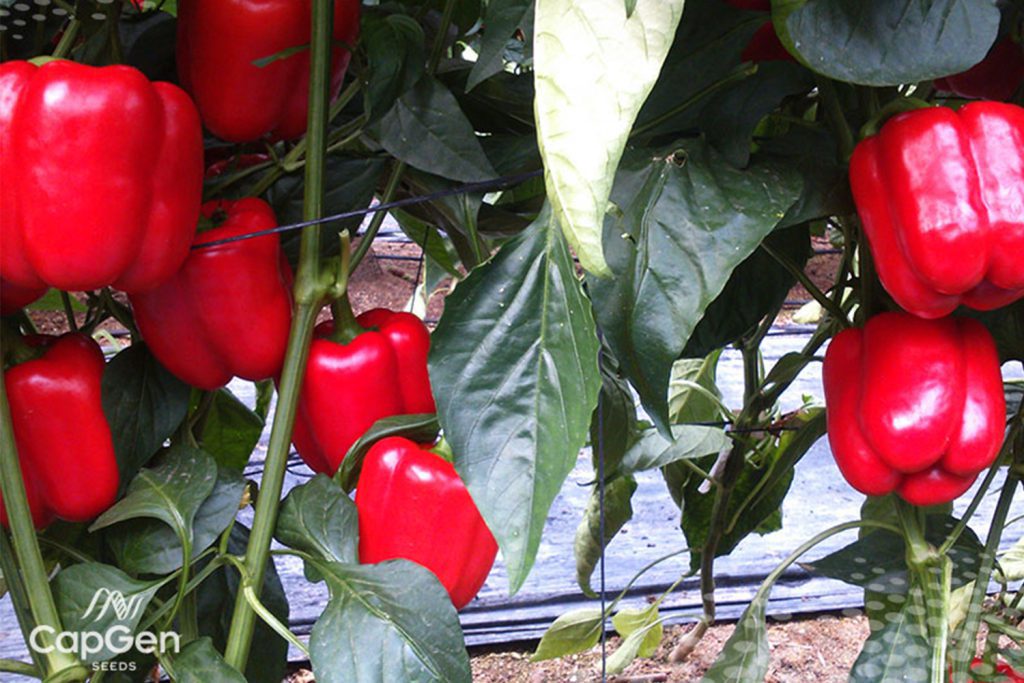 Sidi CapGen Seeds sidi Planta