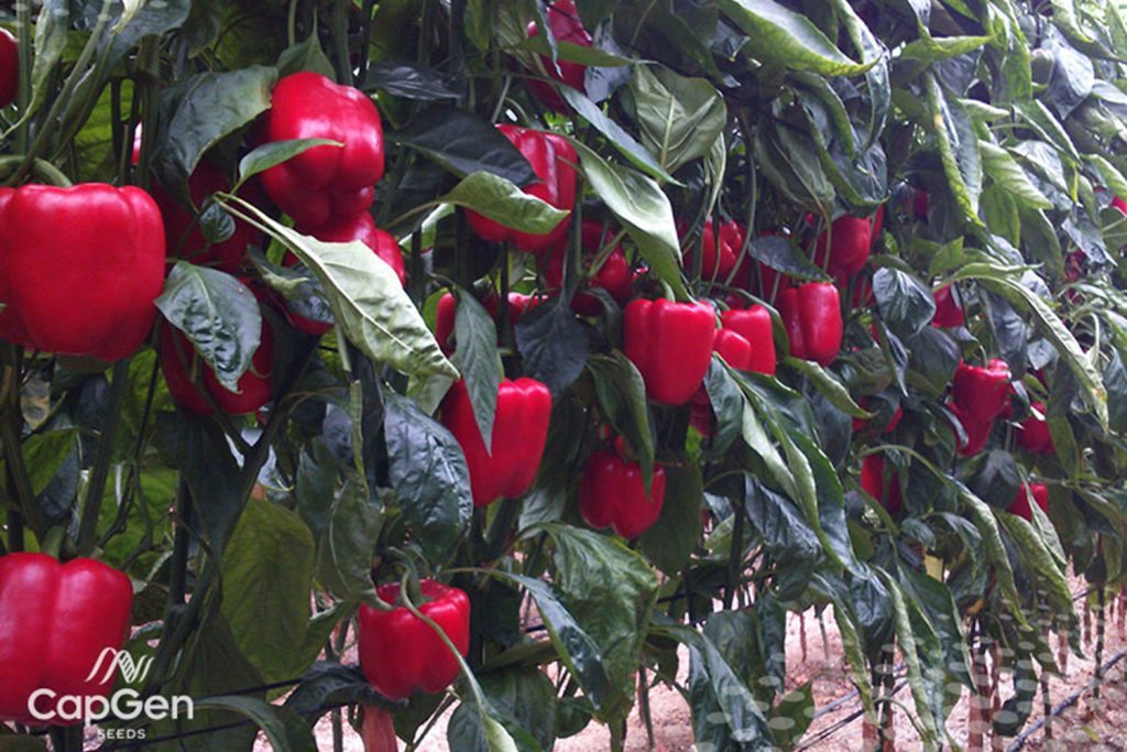 Sidi CapGen Seeds sidi Planta