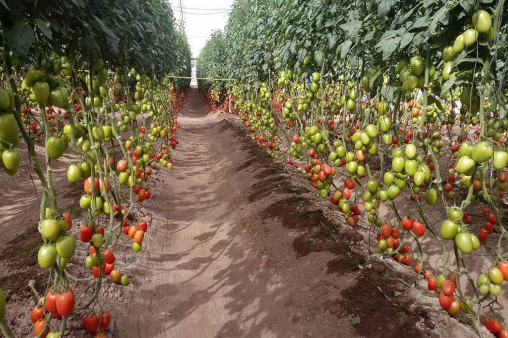 Adamatium-Plus-planta