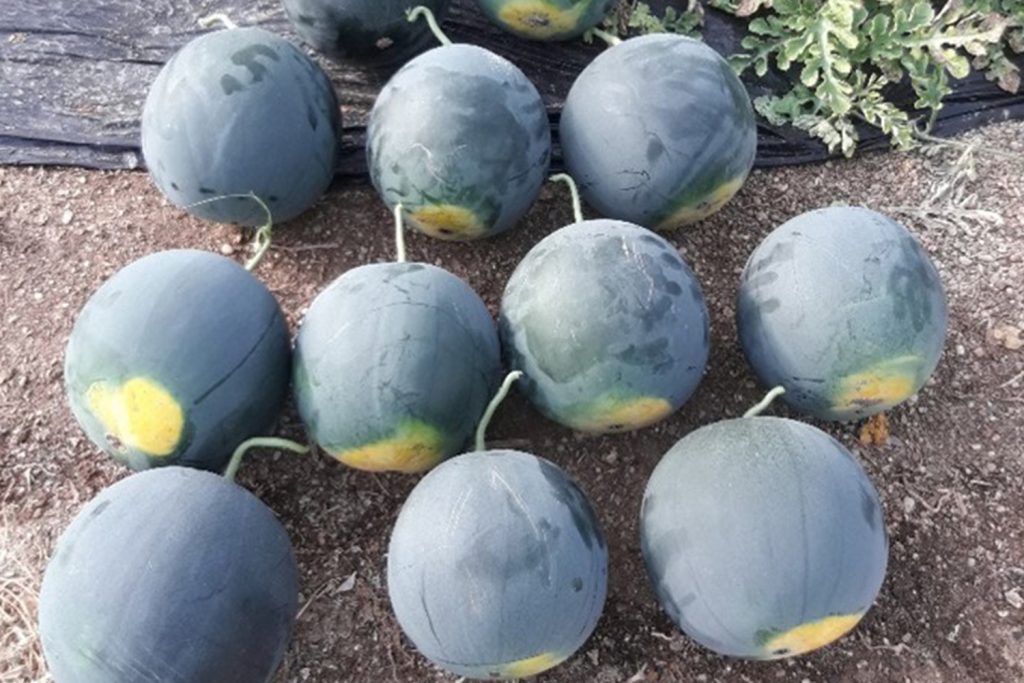 Tentación CapGen Seeds Tentación