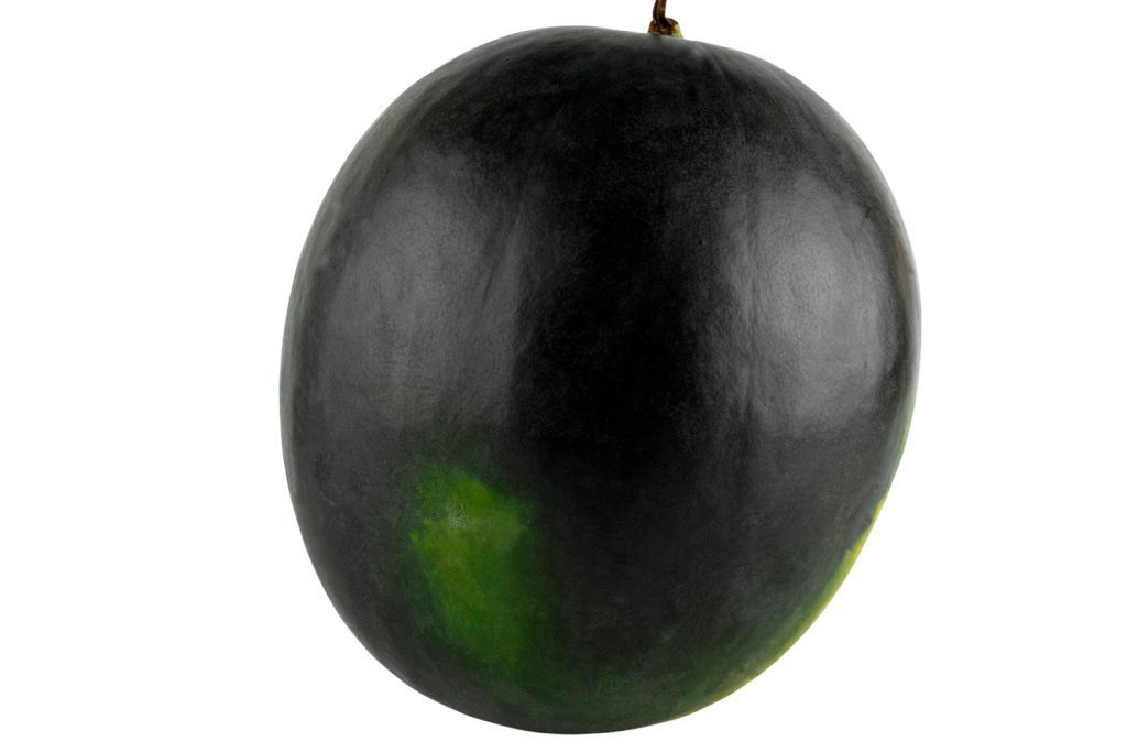 Tentación CapGen Seeds Tentación sandía capgen seeds