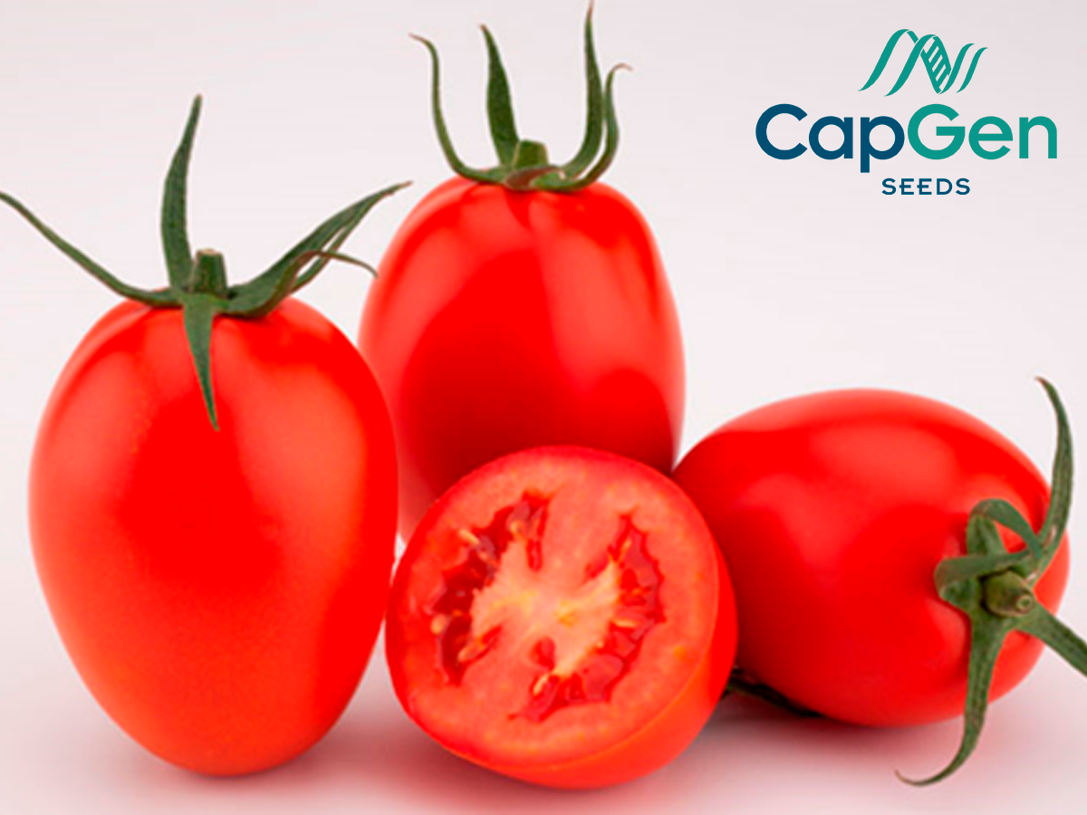 Tomate-obelix