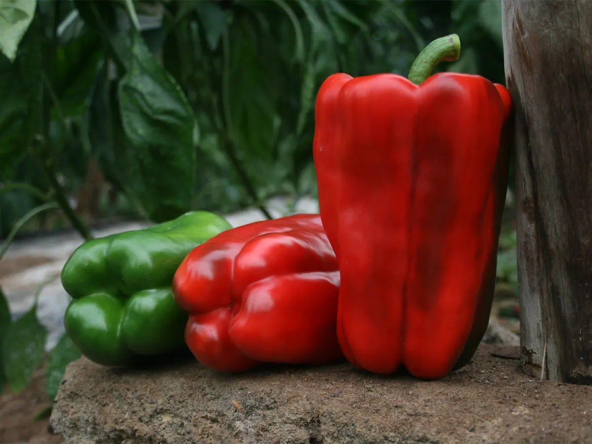 Lamuyo de capgen seeds