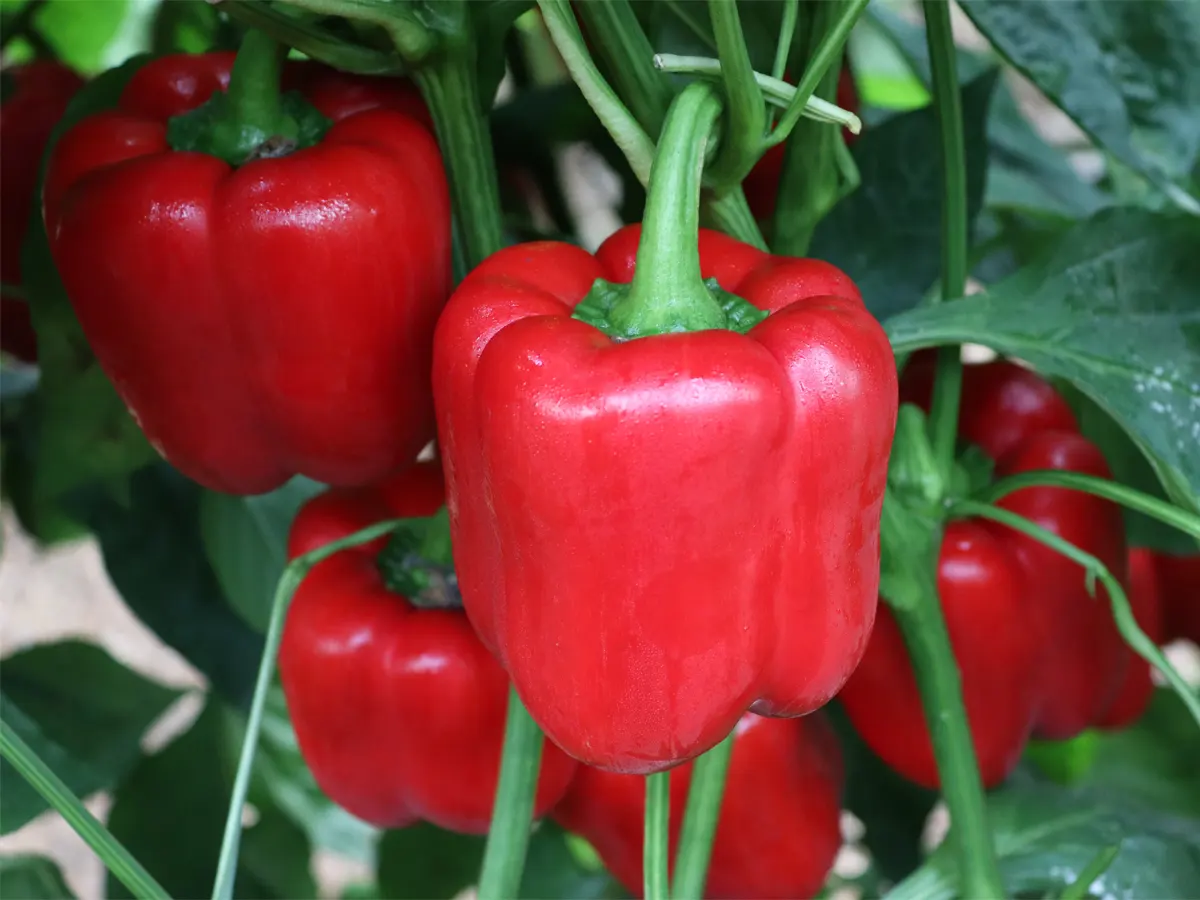 Actualités CapGen Seeds CGP2223 CapGen Seeds1 CapGen Seeds