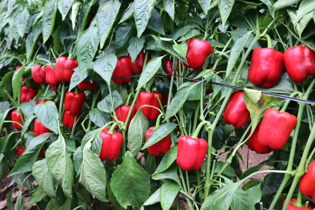 CapGen Seeds protegge le sue varietà di pepe contro l'oidio per garantire la produzione CapGen Seeds CGP2223 CapGen Seeds5 copia CapGen Seeds
