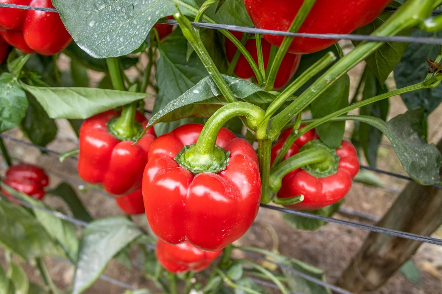 Actualités CapGen Seeds Gaudi 9849 CapGen Seeds