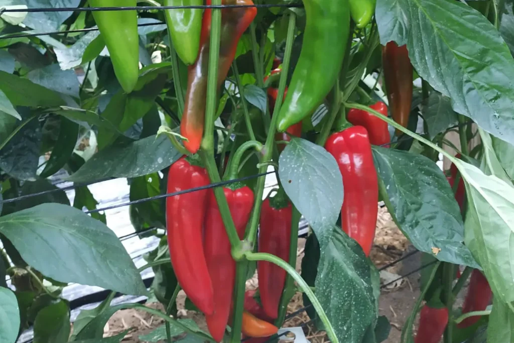 Letha CapGen Seeds Letha - Planta(2)