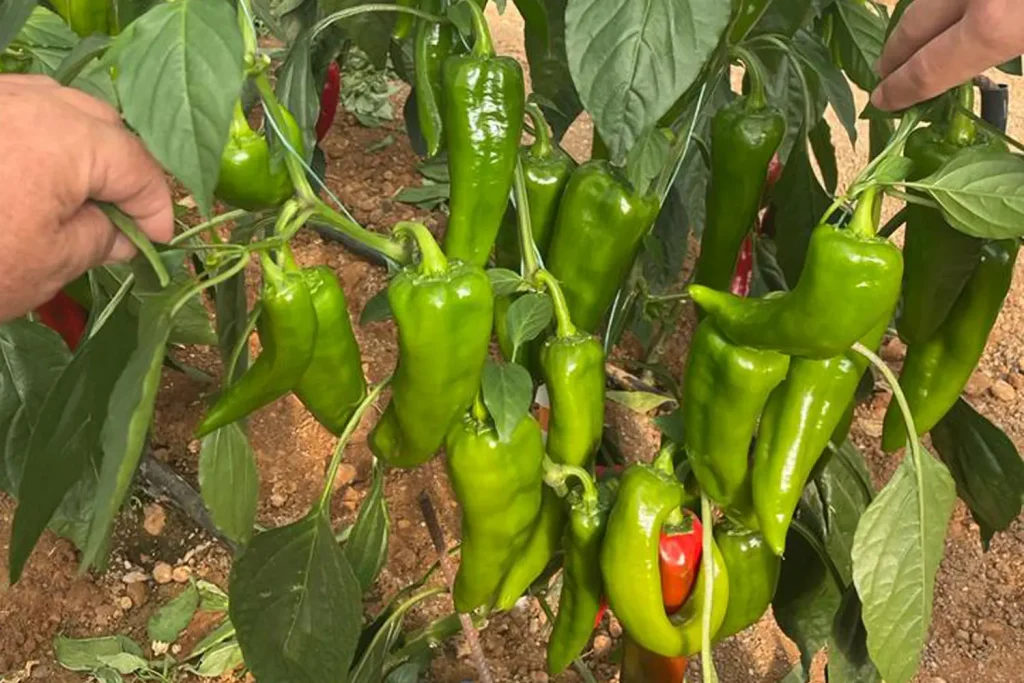 Letha CapGen Seeds Letha - Planta(3)