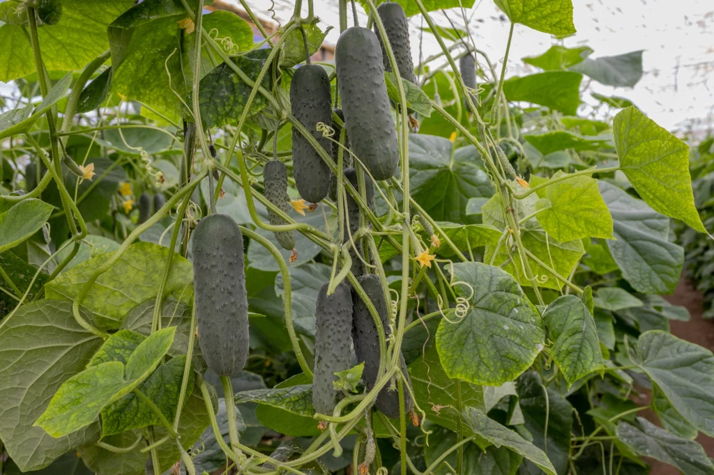 Españolo : La nouveauté de CapGen Seeds dans le segment des concombres courts avec une génétique péninsulaire qui maximise la production. CapGen Seeds Espanolo CapGen Seeds CapGen Seeds