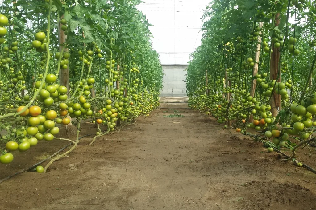 Tolentina CapGen Seeds Tolentina - Plant